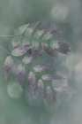 USA, Washington State, Seabeck. Oregon grape leaves close-up. Art Print